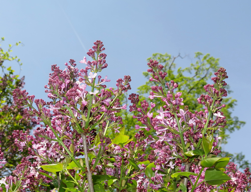 Image of Syringa oblata specimen.