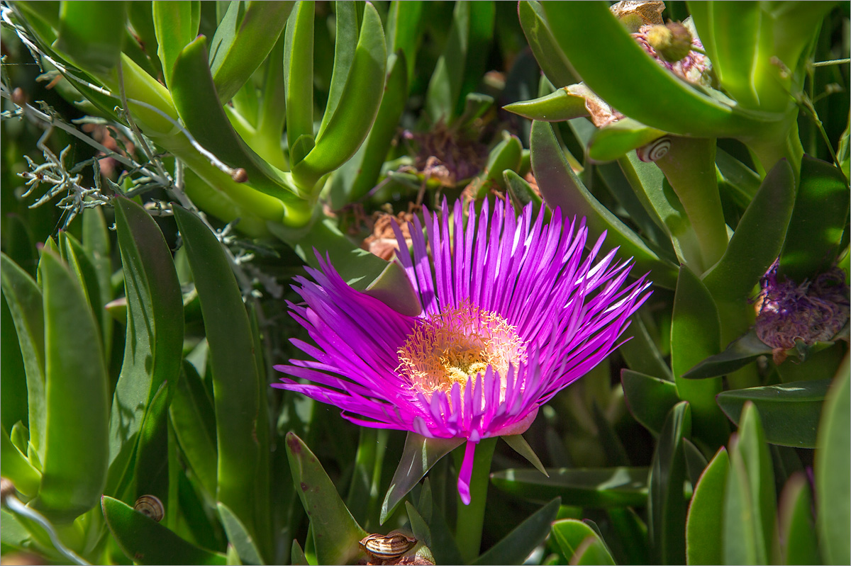 Image of Carpobrotus acinaciformis specimen.