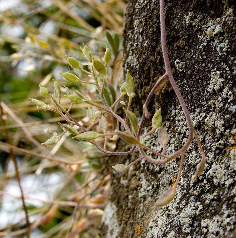 Изображение особи Schivereckia podolica.