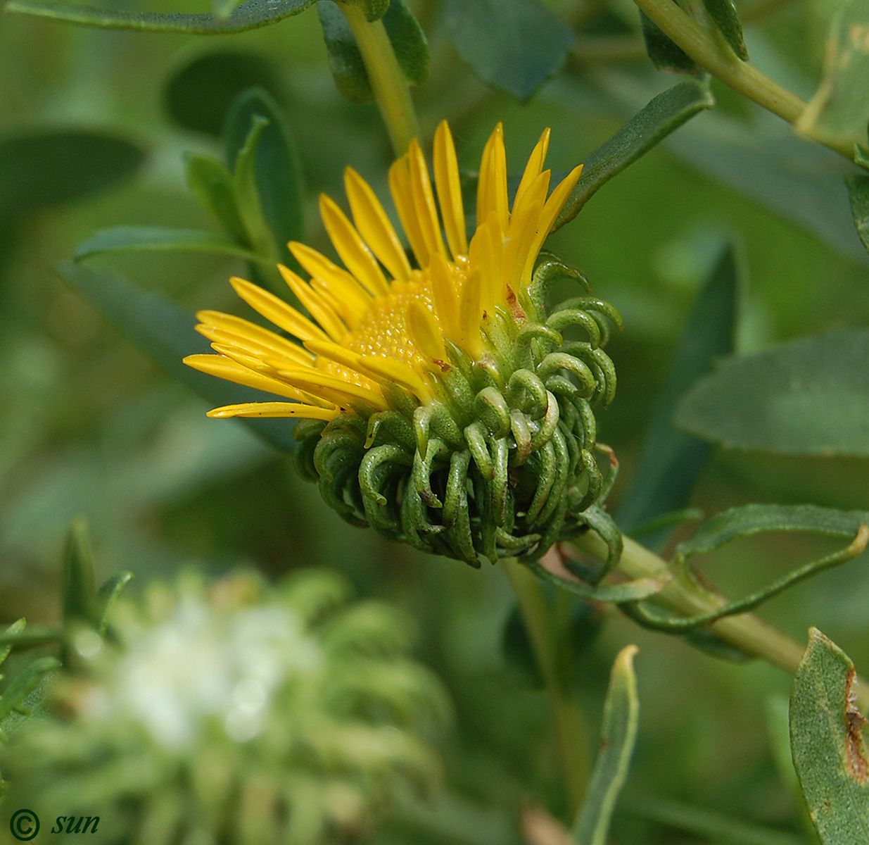 Изображение особи Grindelia squarrosa.