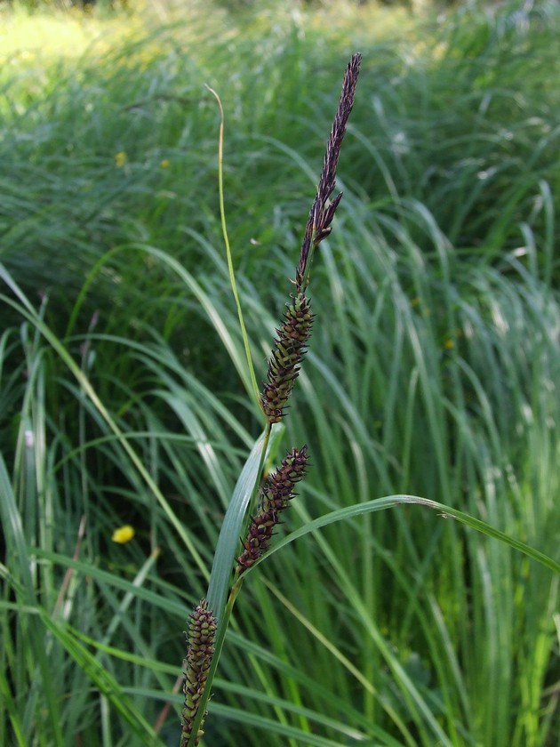 Image of Carex acuta specimen.