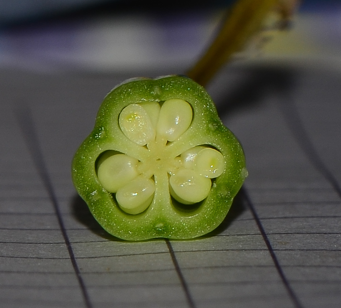 Image of Iris bismarckiana specimen.