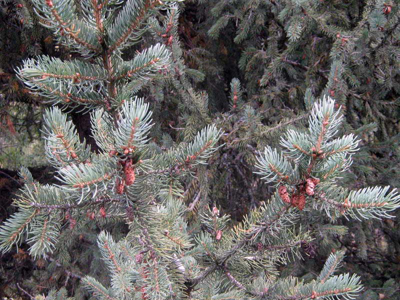 Image of Picea schrenkiana specimen.