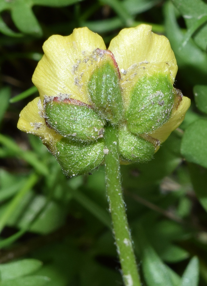 Image of Ranunculus rubrocalyx specimen.