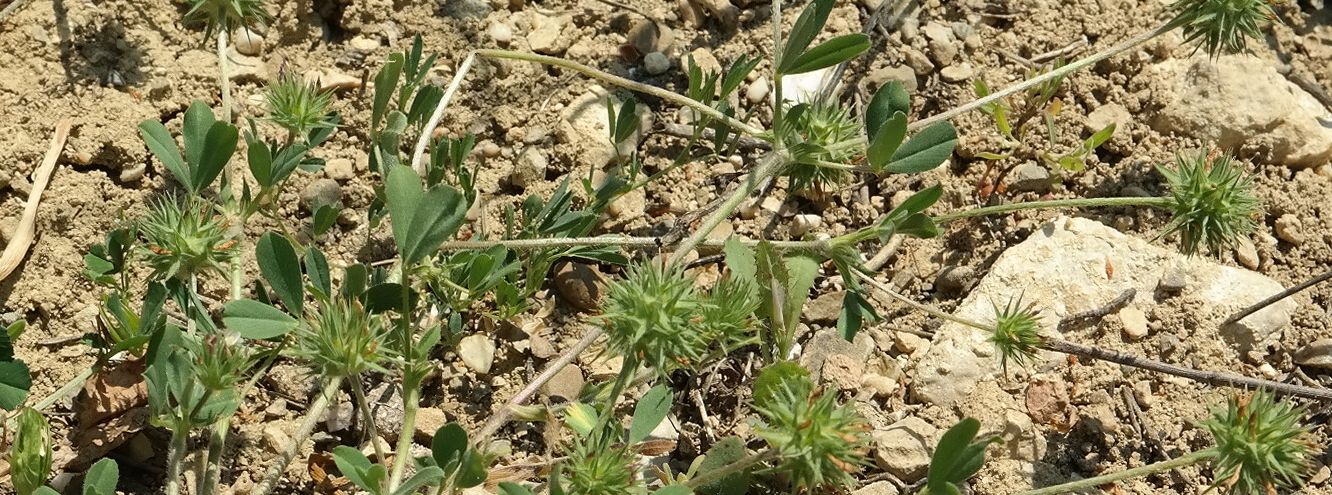 Image of Trifolium leucanthum specimen.