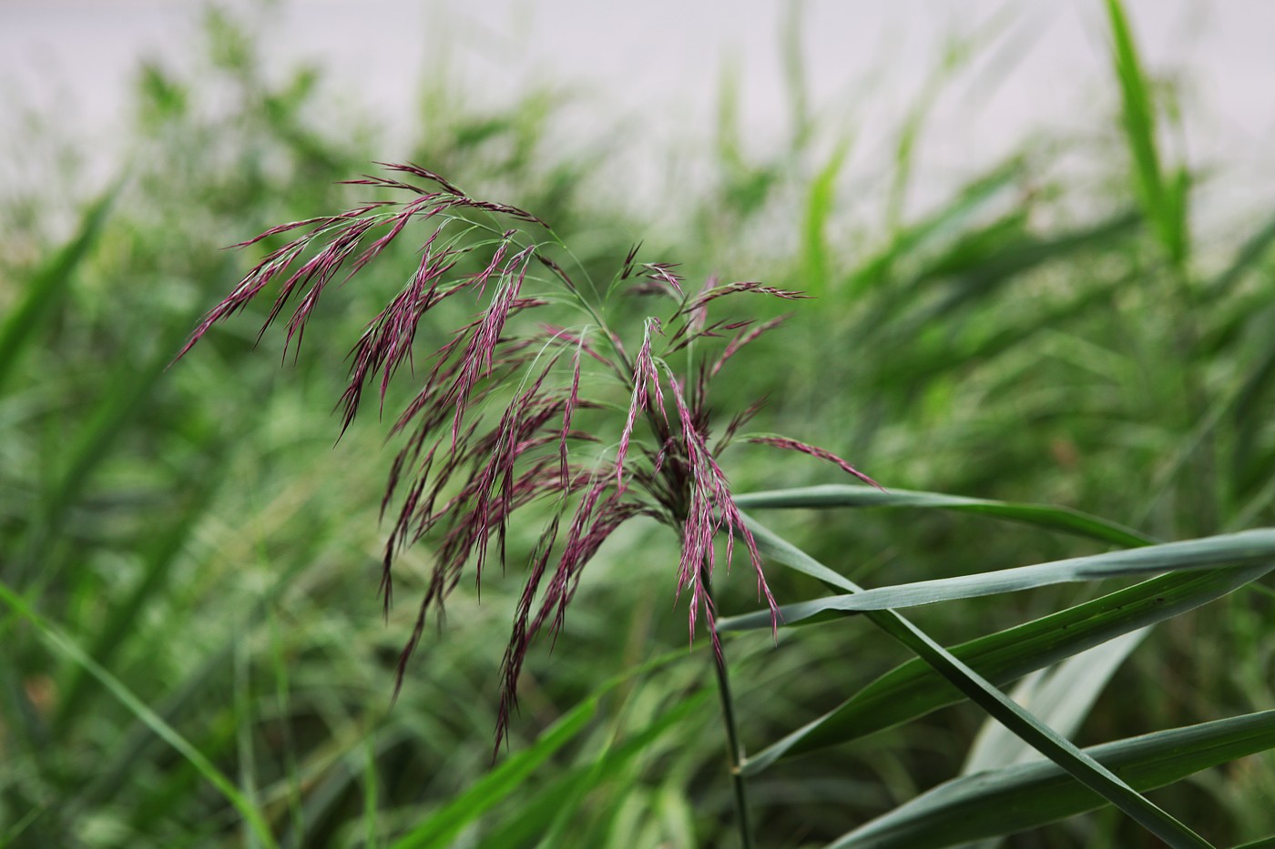 Image of Phragmites australis specimen.