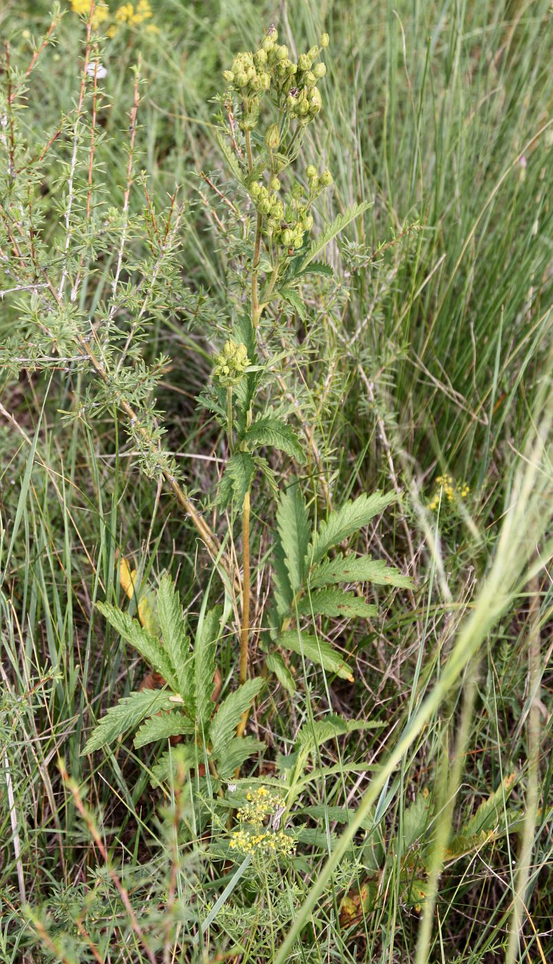 Изображение особи Potentilla longifolia.