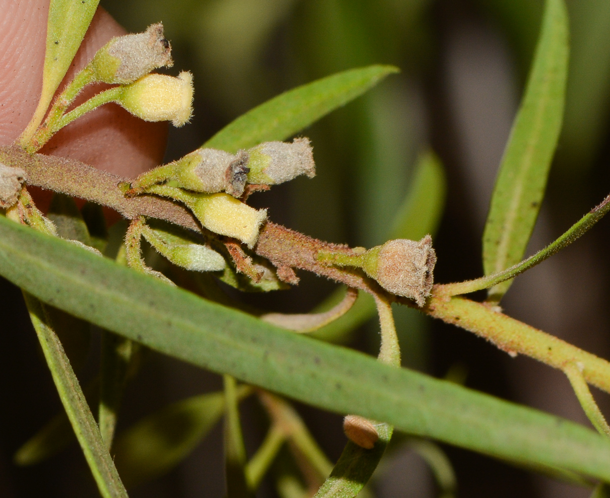 Image of Euclea pseudebenus specimen.