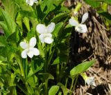 Viola pumila