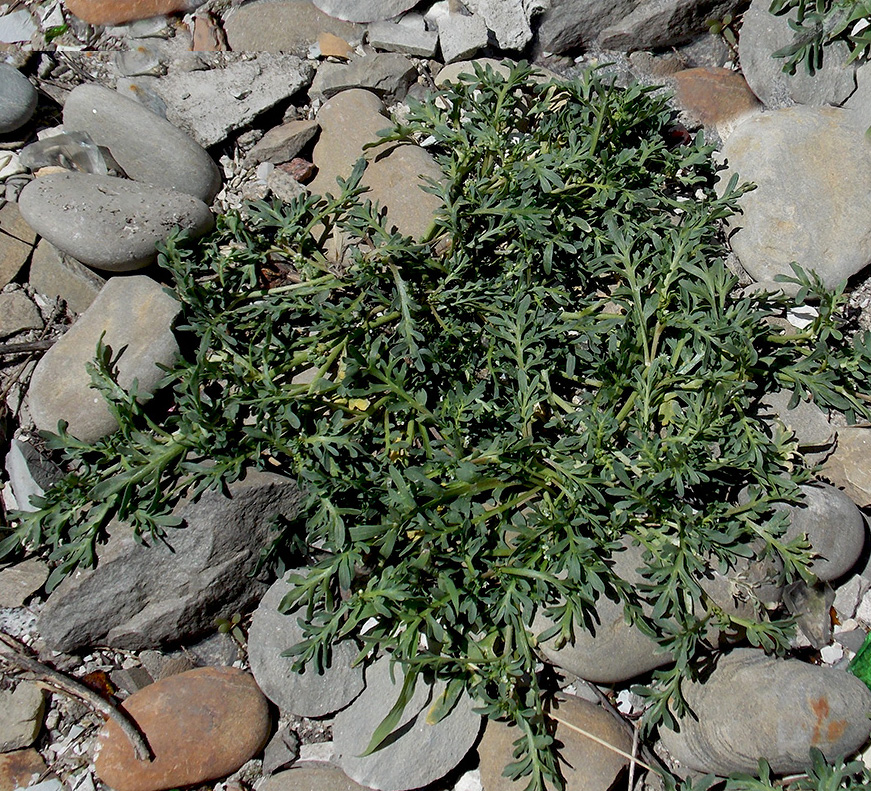 Image of Coronopus squamatus specimen.