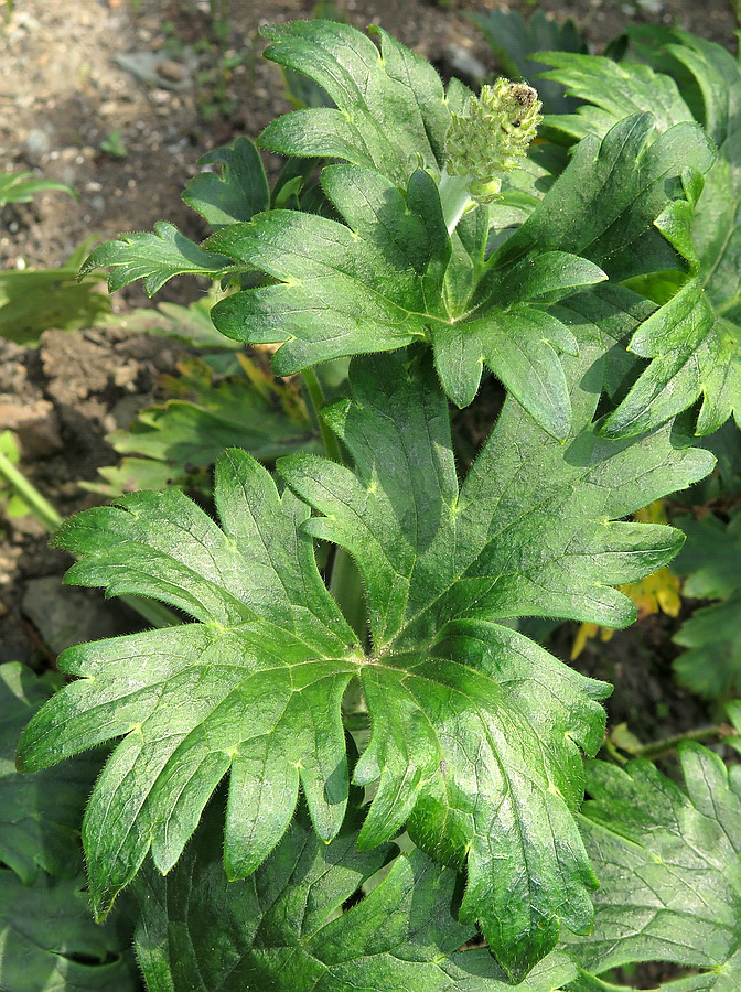 Image of Aconitum desoulavyi specimen.