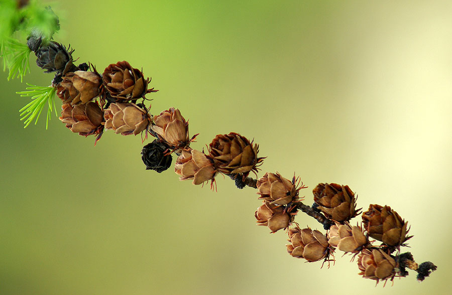 Image of Larix gmelinii specimen.