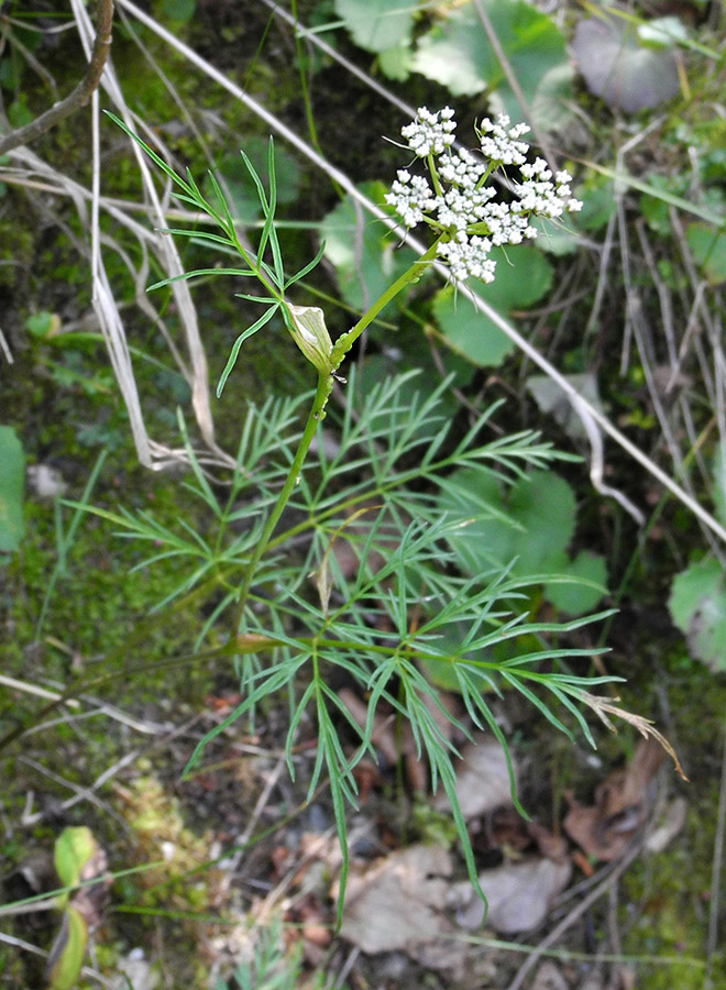 Image of Conioselinum longifolium specimen.