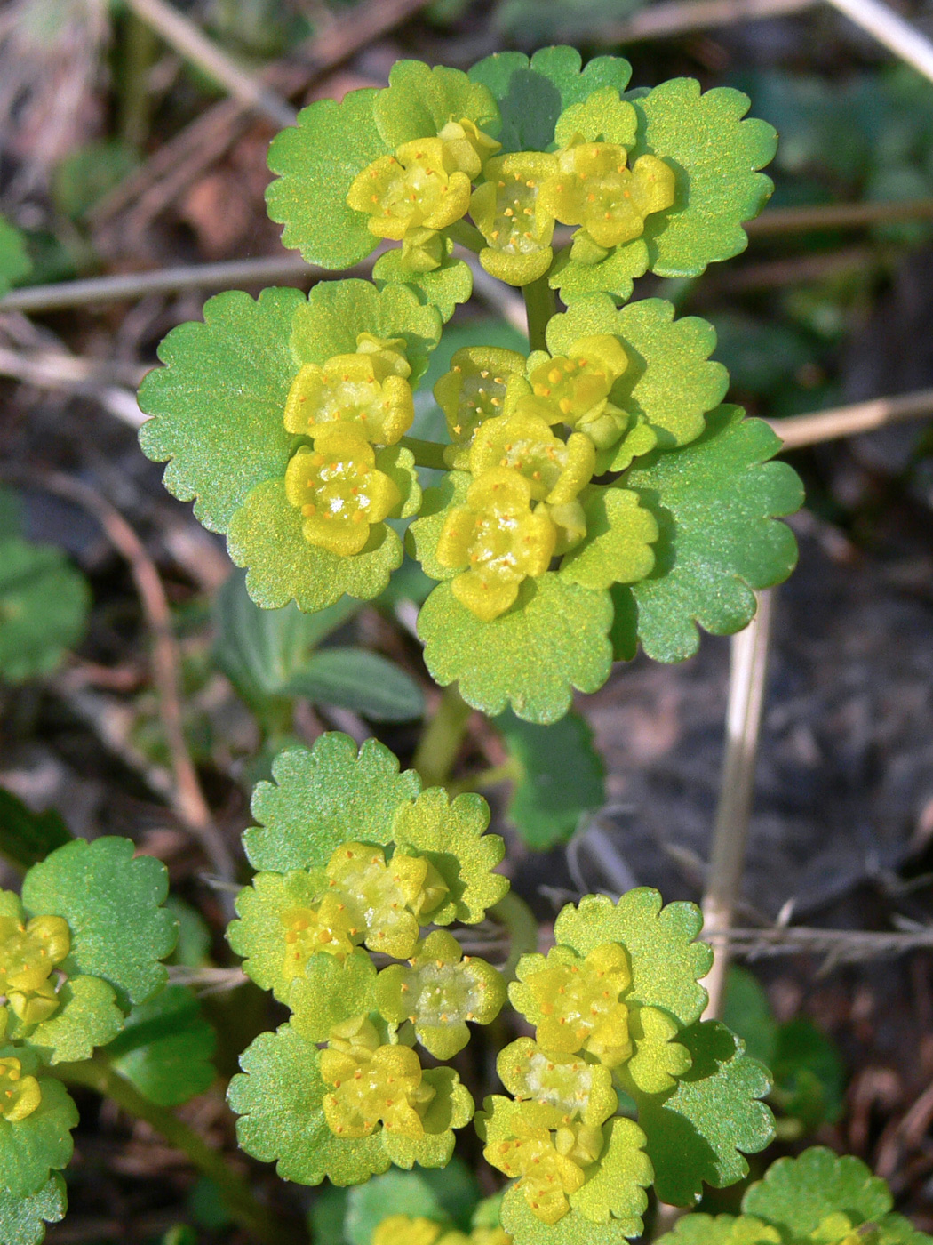 Изображение особи Chrysosplenium alternifolium.