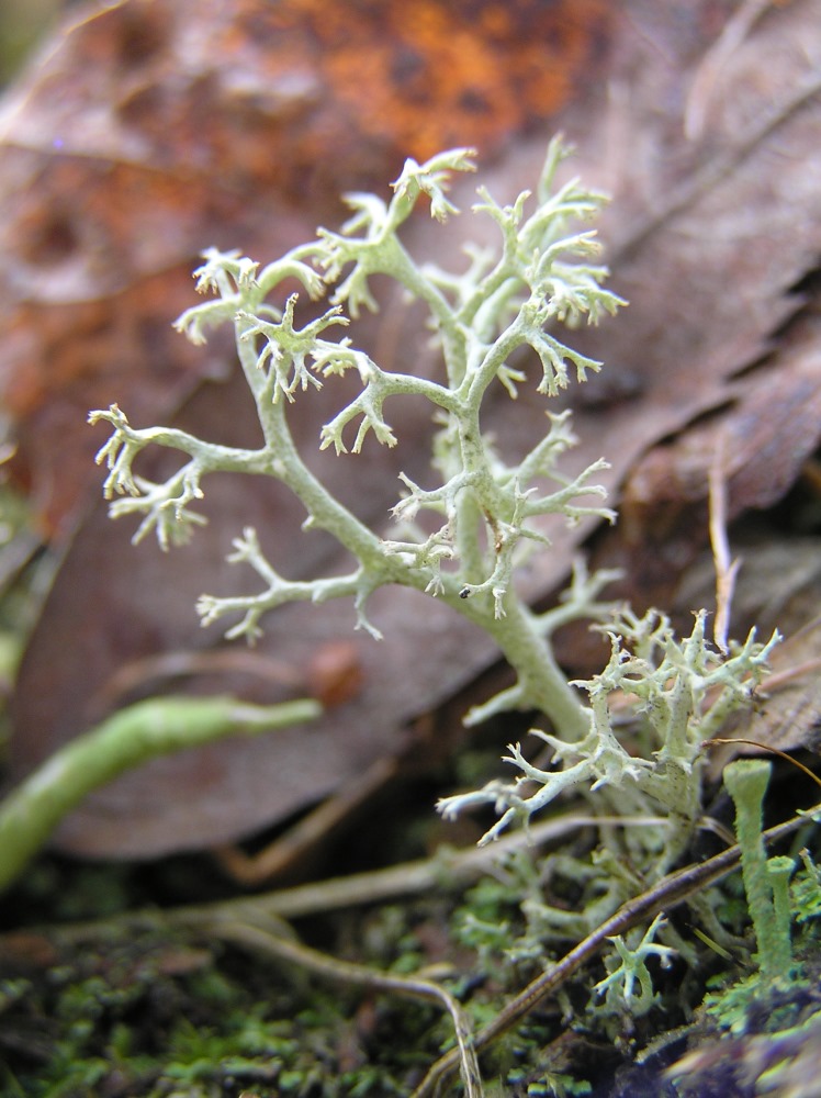 Изображение особи род Cladonia.