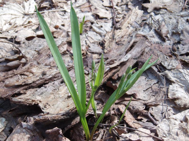 Image of Gagea lutea specimen.