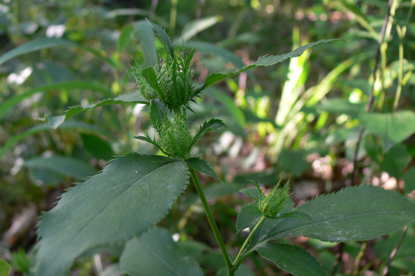 Image of Atractylodes ovata specimen.