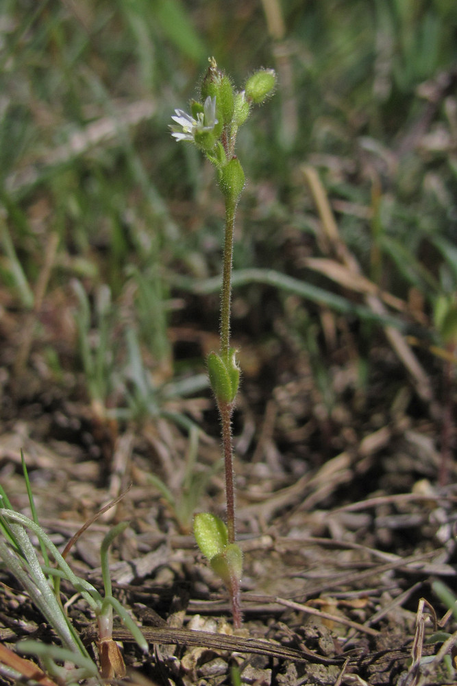 Image of Cerastium syvaschicum specimen.