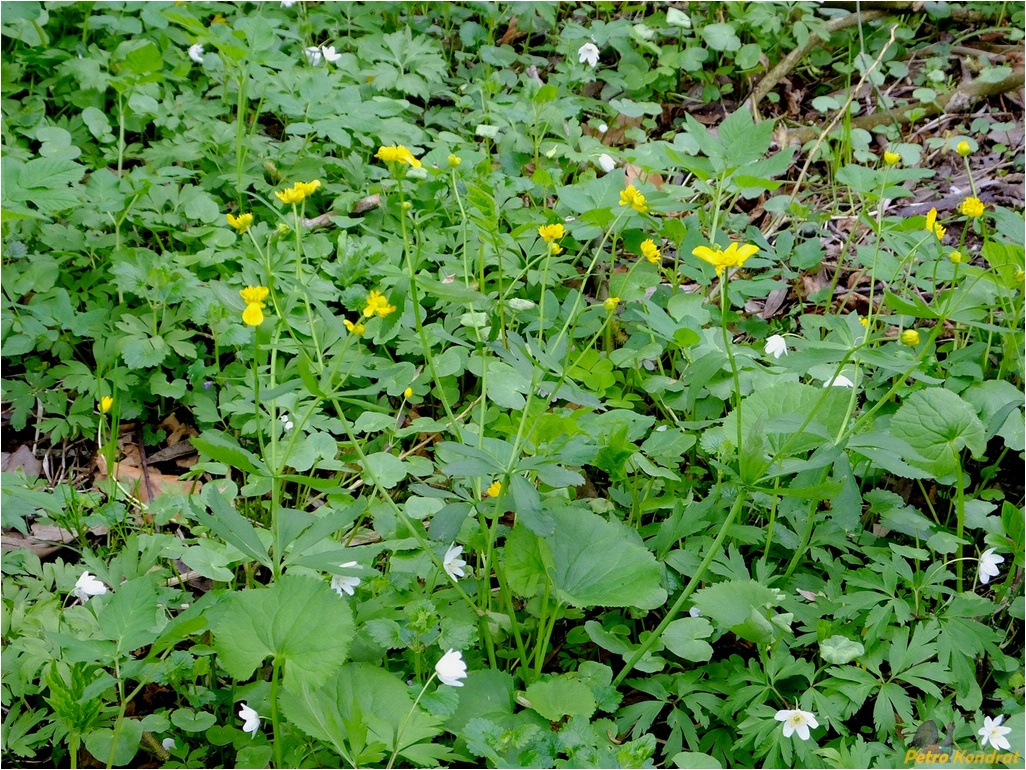 Image of genus Ranunculus specimen.