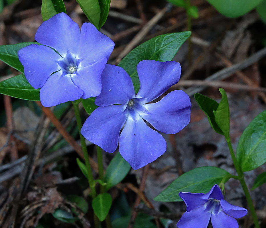 Изображение особи Vinca minor.