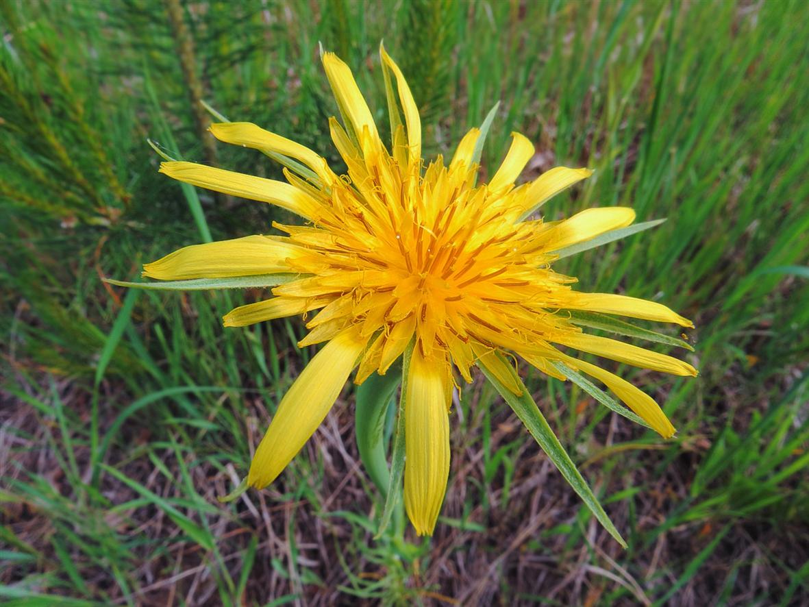 Image of Tragopogon dubius ssp. major specimen.