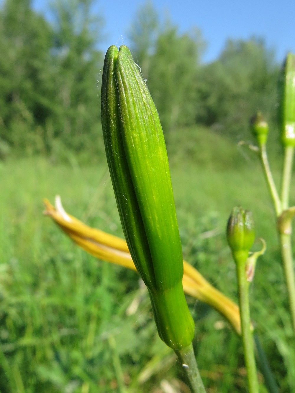 Image of Hemerocallis lilio-asphodelus specimen.