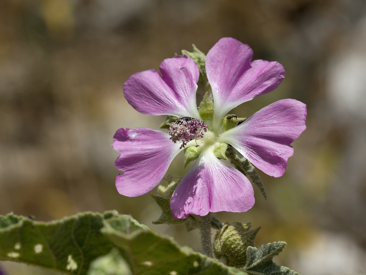 Image of Malva unguiculata specimen.