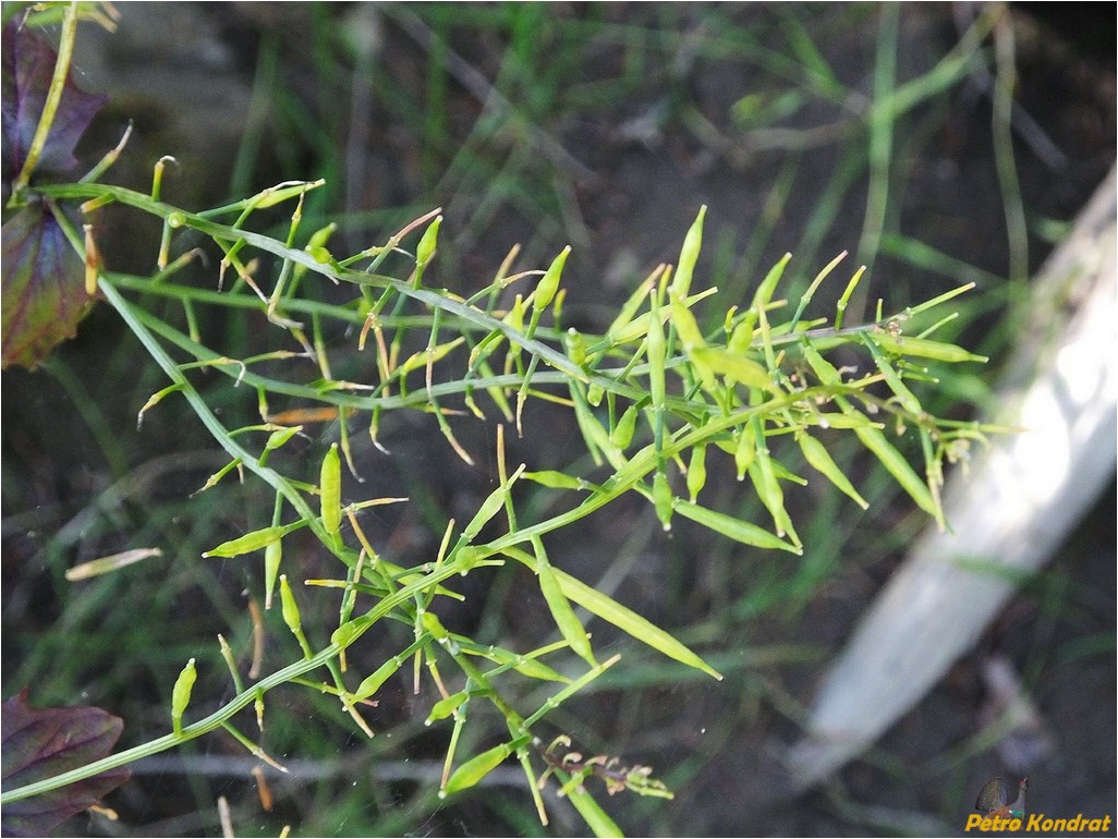 Image of Barbarea vulgaris specimen.