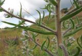 Echium biebersteinii