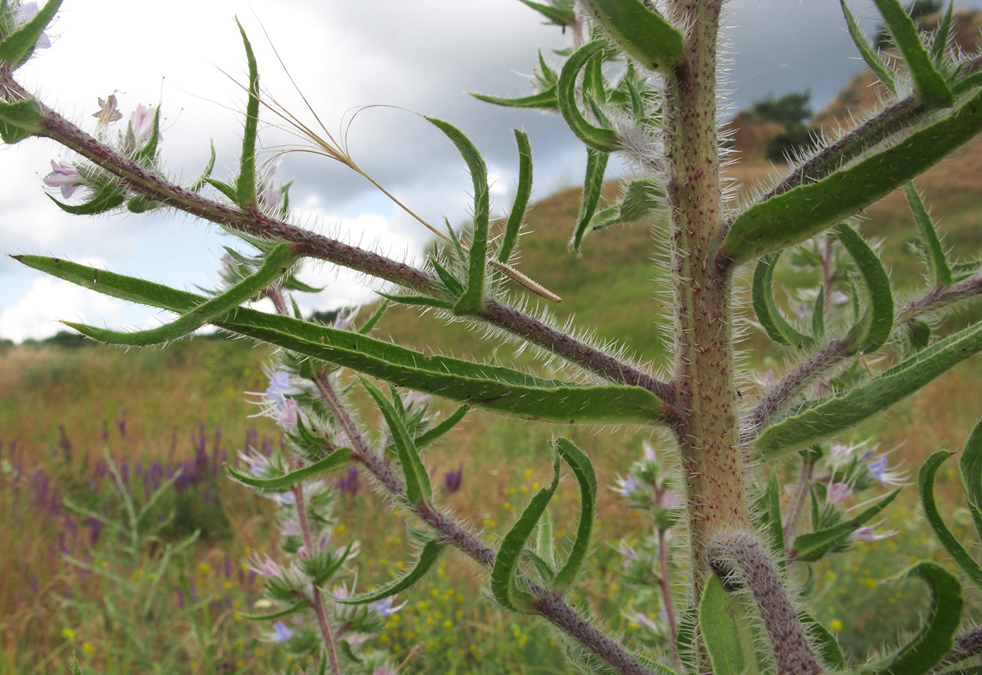 Изображение особи Echium biebersteinii.