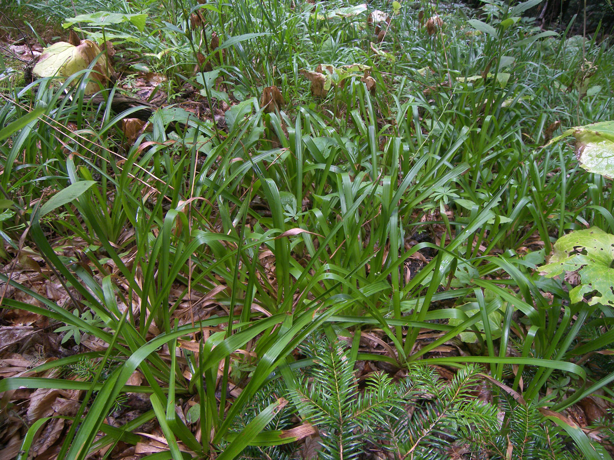 Image of Luzula sylvatica specimen.