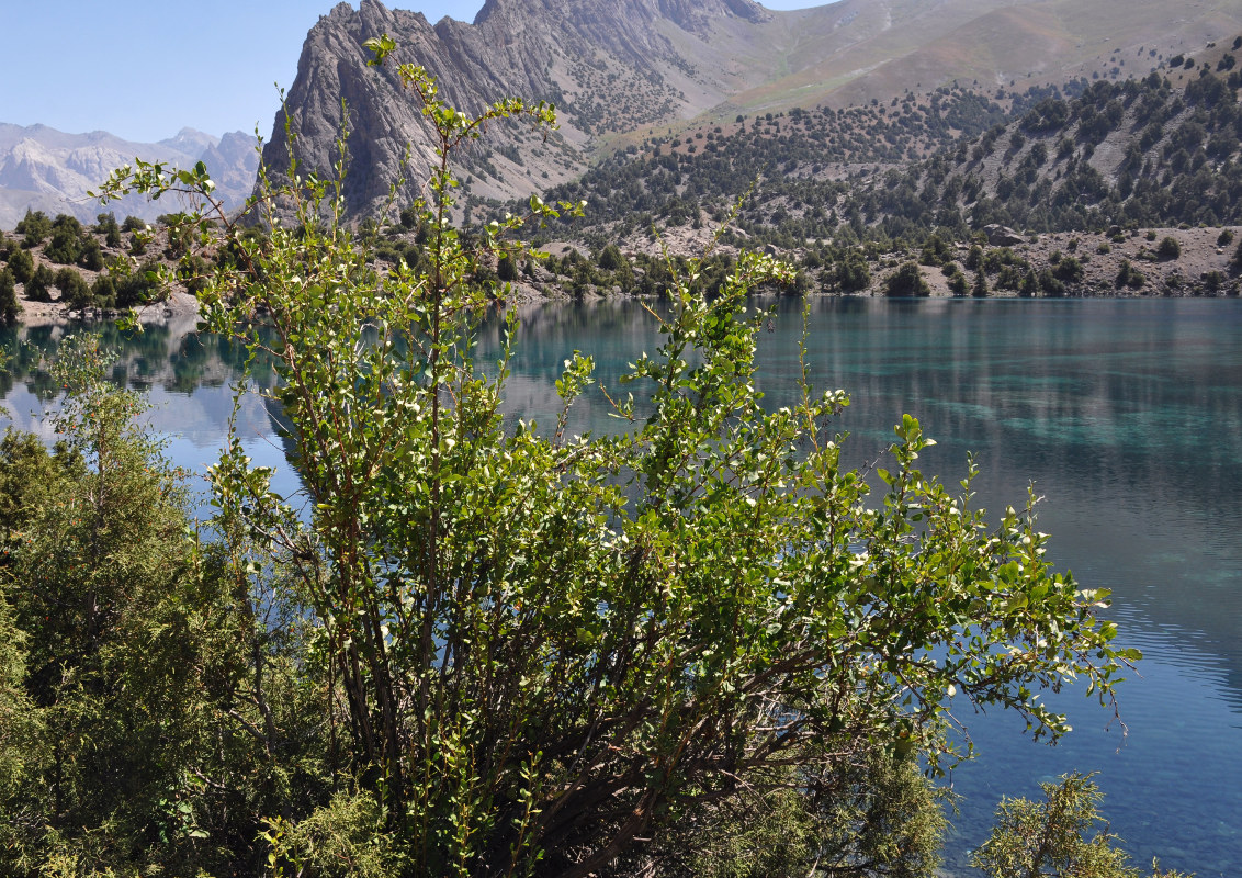Растения таджикистана фото и названия