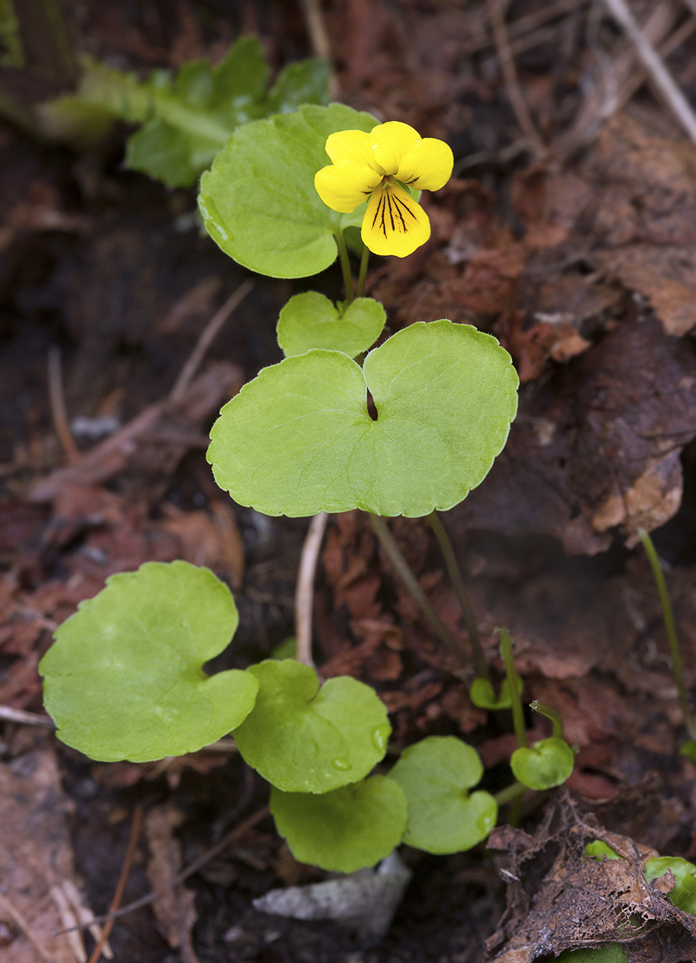 Image of Viola biflora specimen.