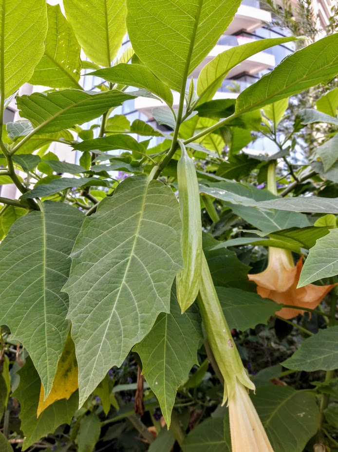 Image of Brugmansia aurea specimen.