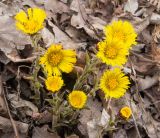 Tussilago farfara