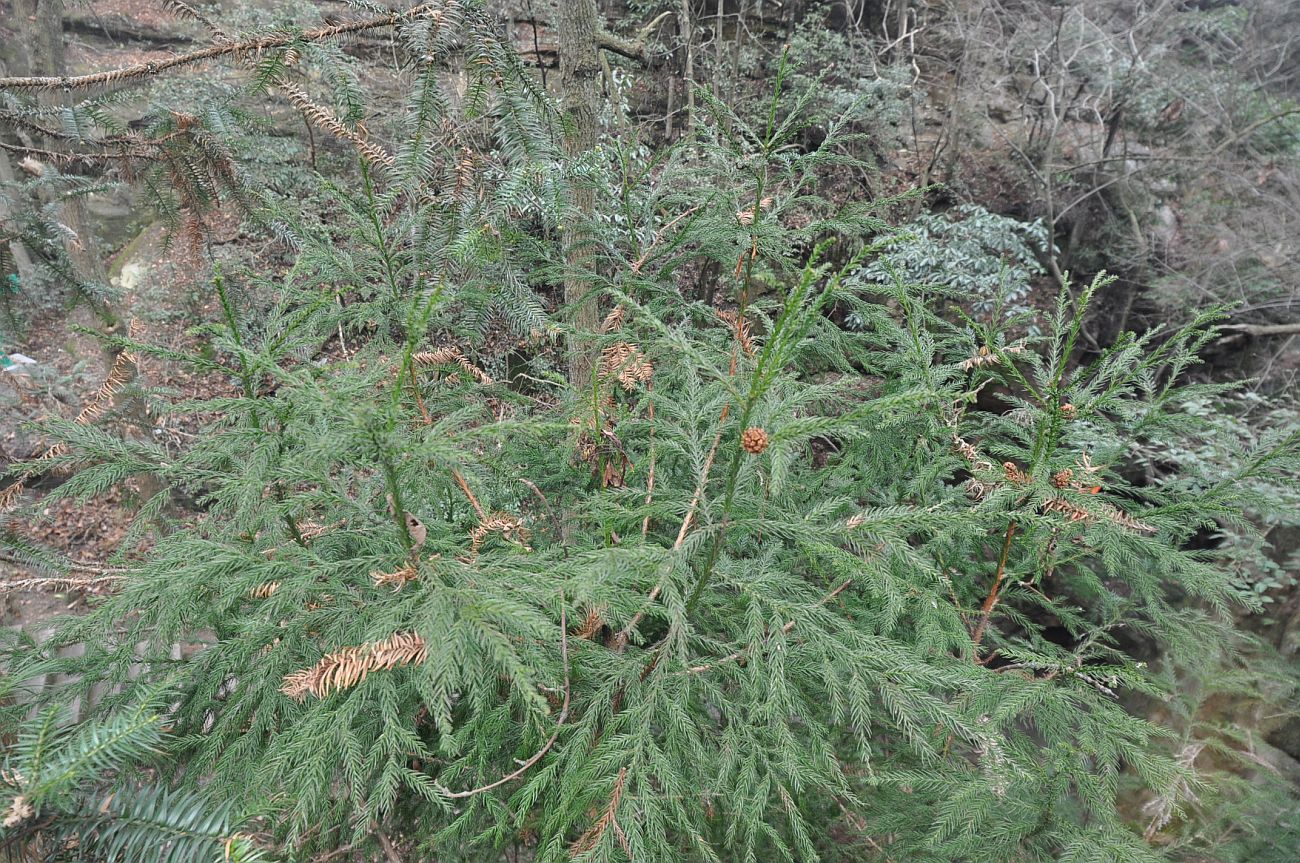 Image of Cryptomeria japonica var. sinensis specimen.