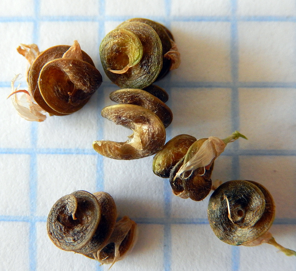 Image of Medicago sativa specimen.