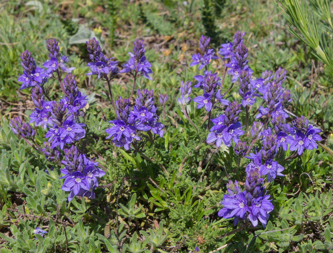 Image of Veronica capsellicarpa specimen.