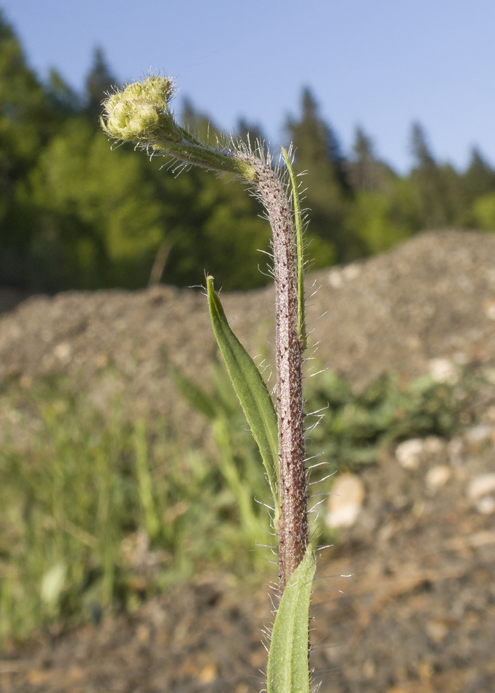 Image of genus Pilosella specimen.