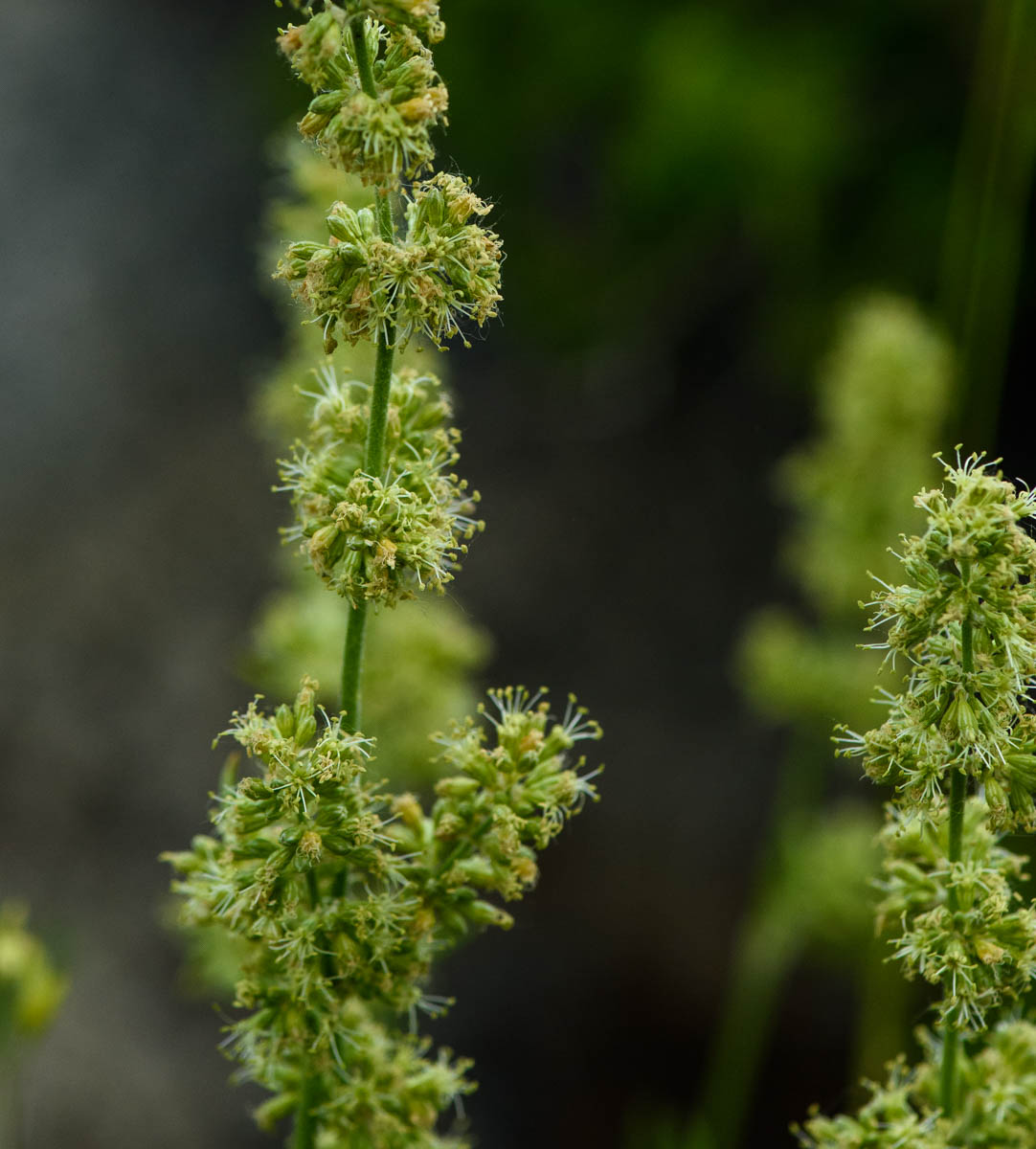 Image of Silene borysthenica specimen.