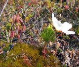 Rubus chamaemorus. Цветущее растение. Кольский п-ов, Кольский залив, берег губы Грязная. 29.05.2010.