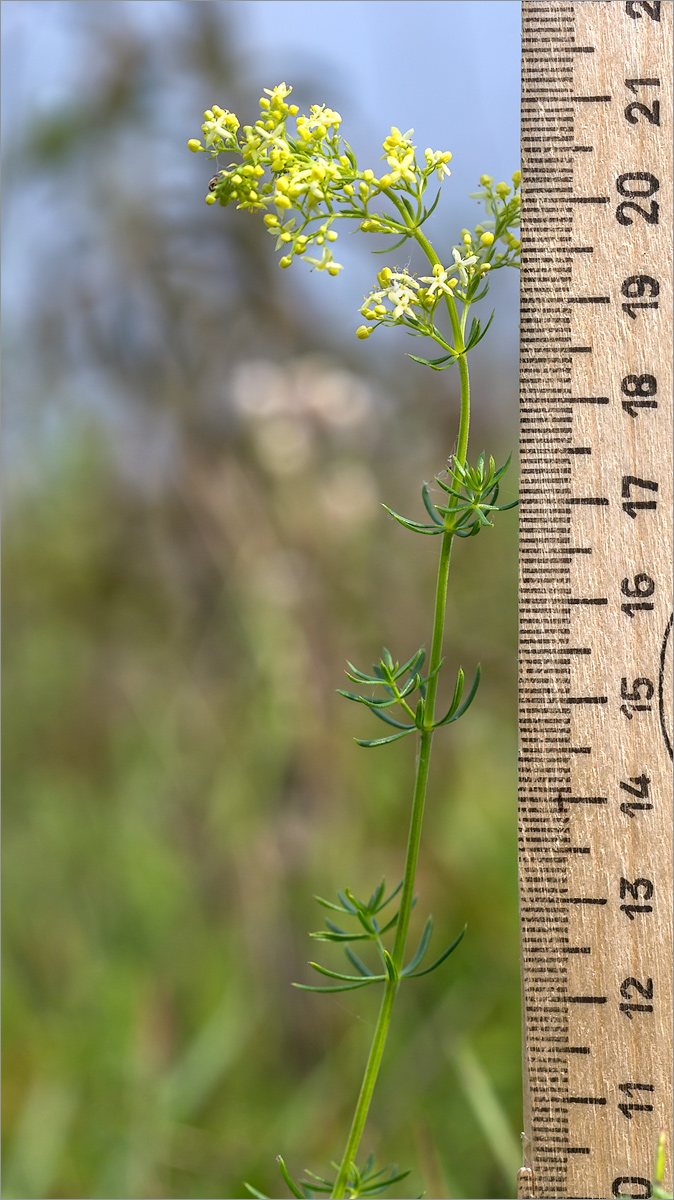 Image of Galium &times; pomeranicum specimen.