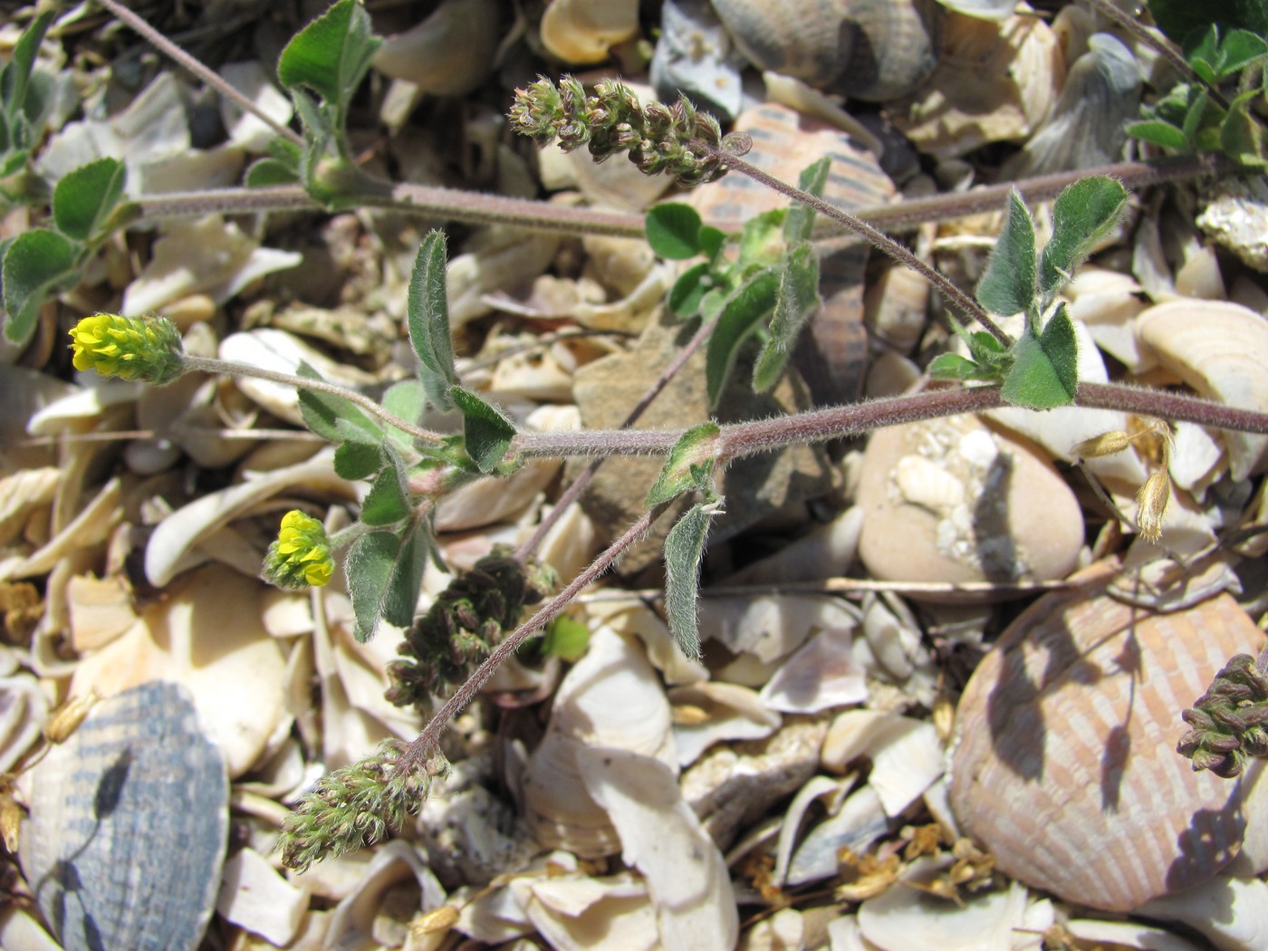 Image of Medicago lupulina specimen.