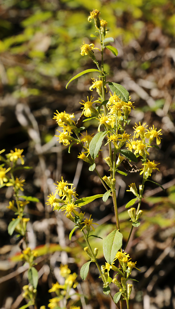 Изображение особи Solidago virgaurea.