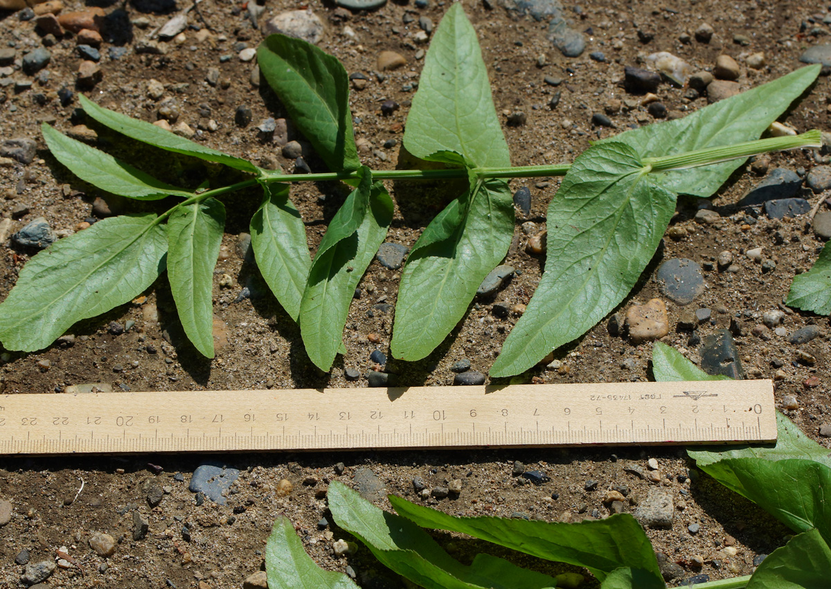 Изображение особи Sium latifolium.