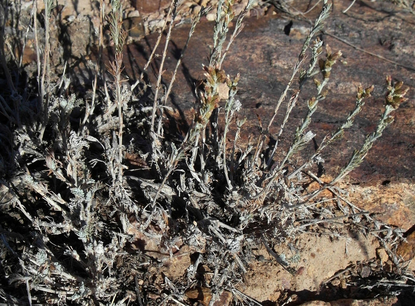 Image of genus Artemisia specimen.