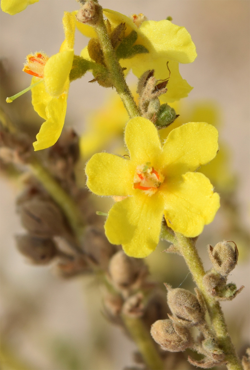 Image of Verbascum erianthum specimen.