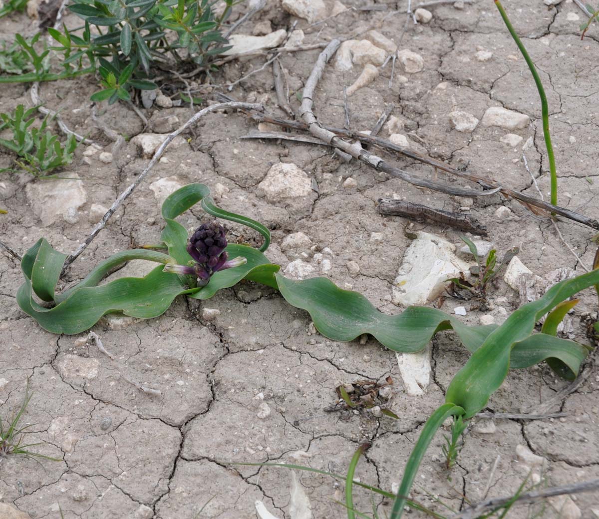 Image of Bellevalia trifoliata specimen.