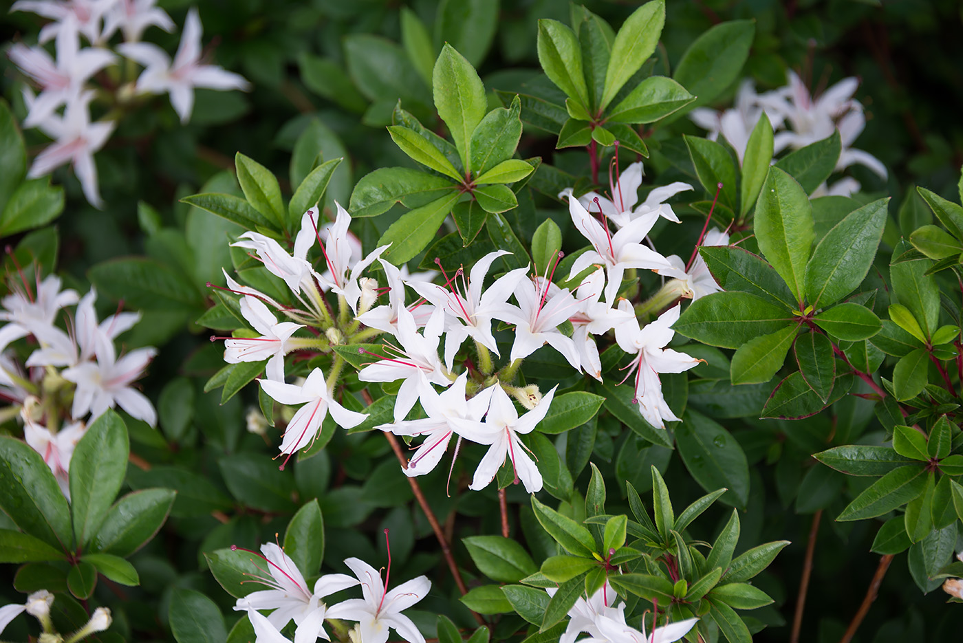 Image of genus Rhododendron specimen.