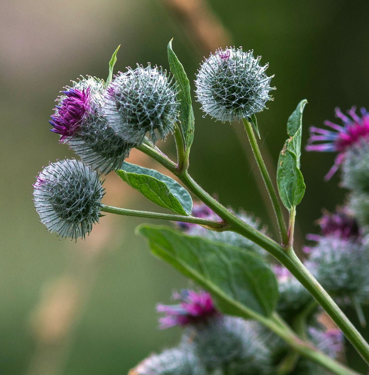 Image of Arctium tomentosum specimen.